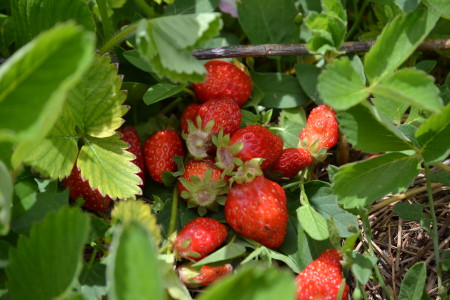 Our own organic strawberries | The Carnelian Center